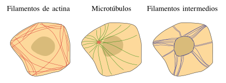 Citoesqueleto