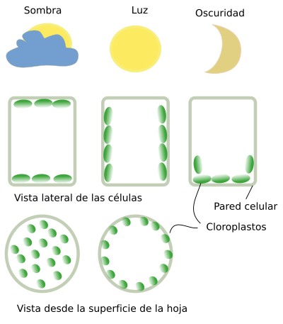  Cloroplastos