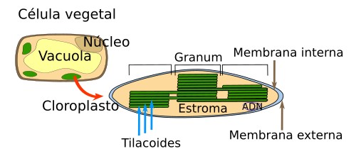  Cloroplastos