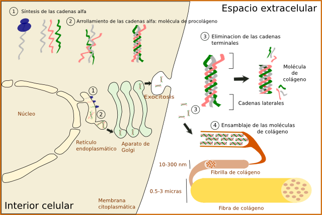 Síntesis de colágeno