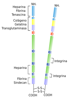 Fibronectina