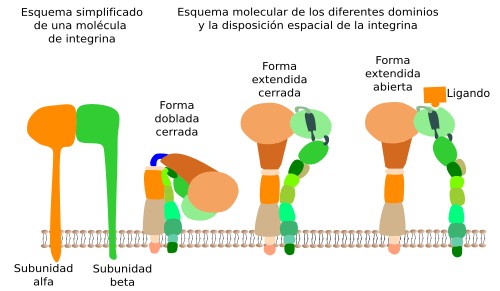 Integrinas