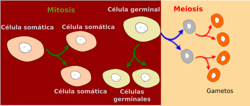  Meiosis-Mitosis