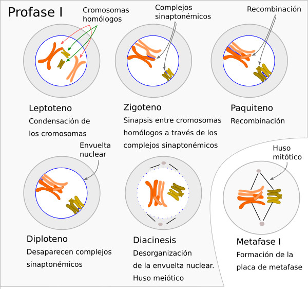  Profase meiótica I