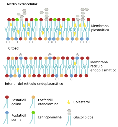 Asimetría de membrana