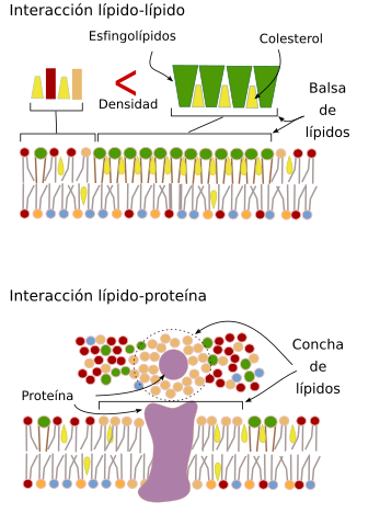 Balsas de lípidos