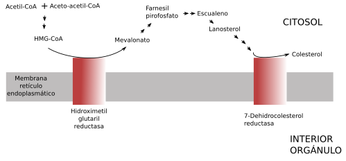 Síntesis de colesterol