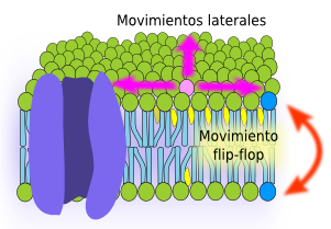 Movimientos