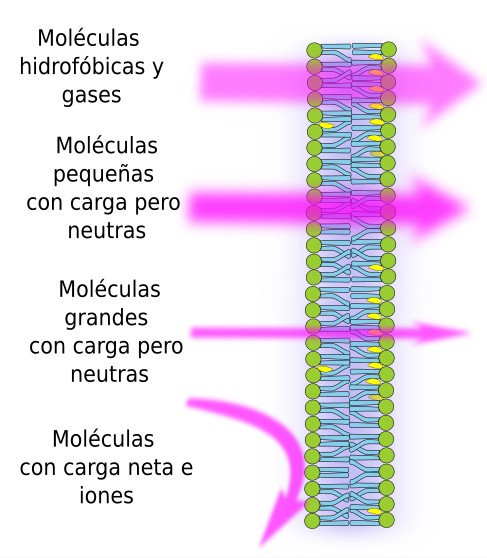 Movimientos