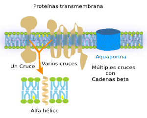 Proteínas transmembrana