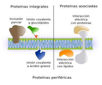 Proteínas periféricas