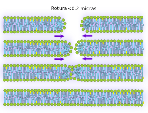 Reparación membranas