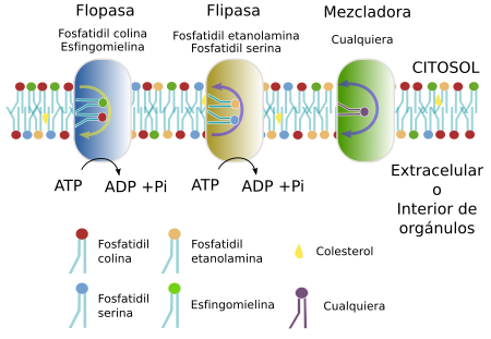 Traslocasas