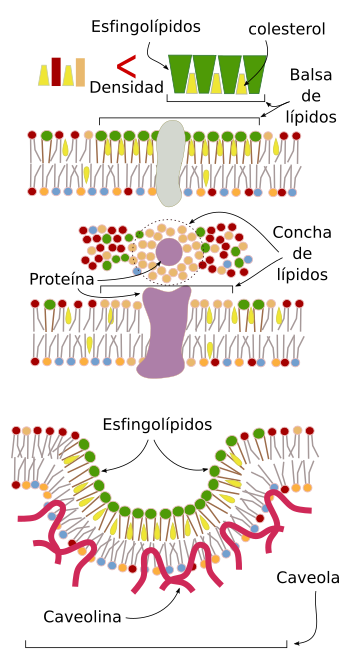 Dominios laterales