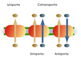 Trasnportadores