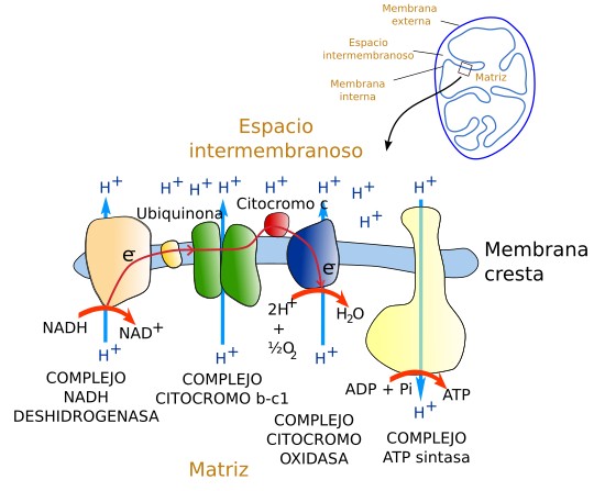  Síntesis de ATP