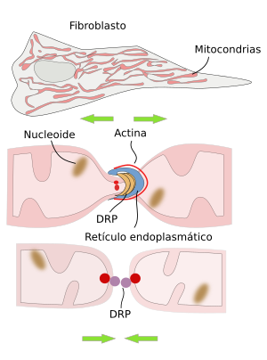  Mitocondria