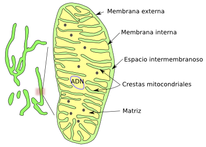  Mitocondria