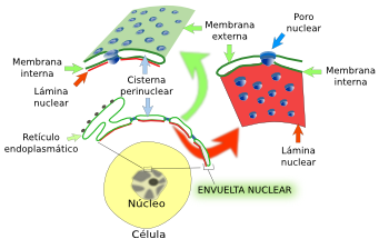 Envuelta nuclear