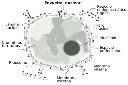 Partes del núcleos