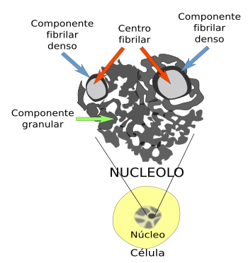 Nucléolo