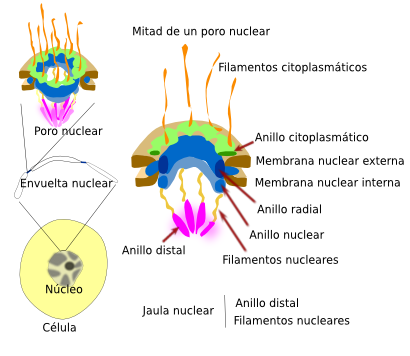 Poro nuclear