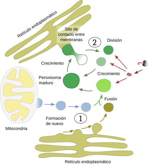 Peroxisomas