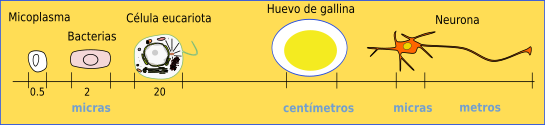 Algunas dimensiones celulares