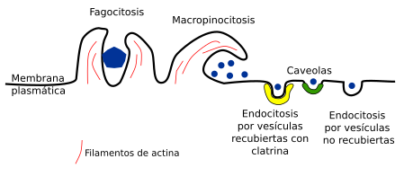 Tipos de endocitosis