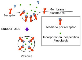 Endocitosis