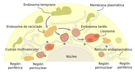 Distribución de los endosomas