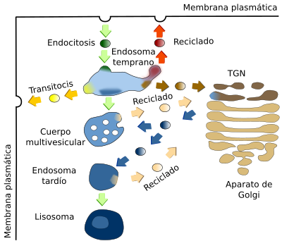 Endosomas