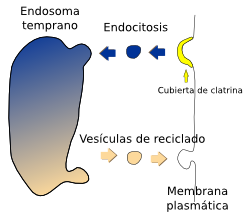 Endosomas reciclado