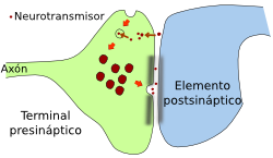 Sinapsis reciclado