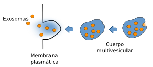 Exosomas