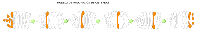 Modelo de maduración de cisternas