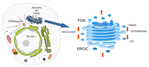  Aparato de Golgi