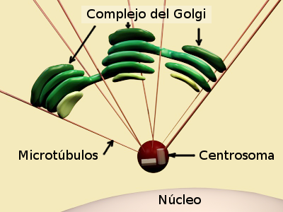  Aparato de Golgi