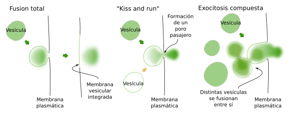 Tipos de fusión vesicular