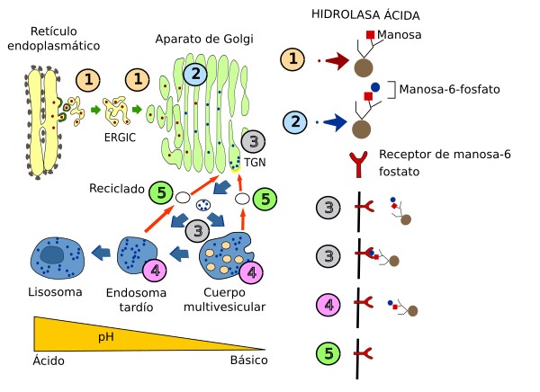 Hidrolasas ácidas