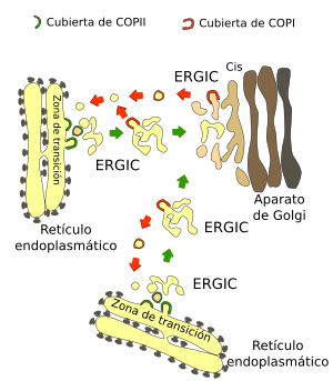 RE a Golgi