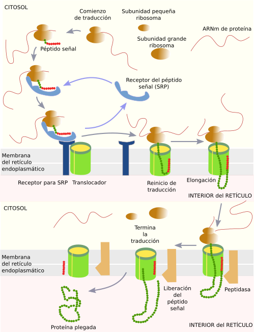 Sínteis de proteínas en la membrana del retículo