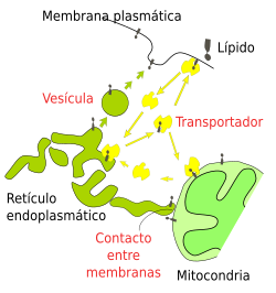 Transportador