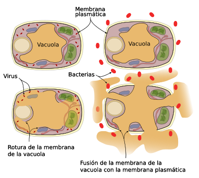 Vacuolas