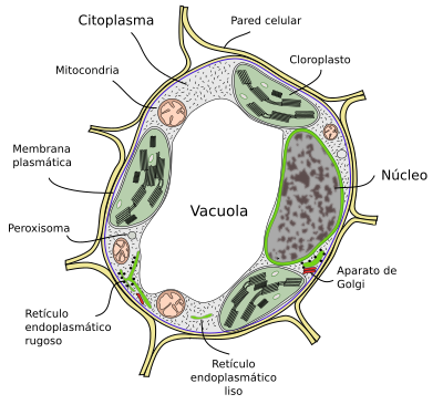 Vacuolas