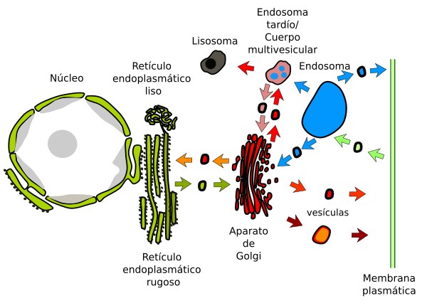 Tráfico vesicular