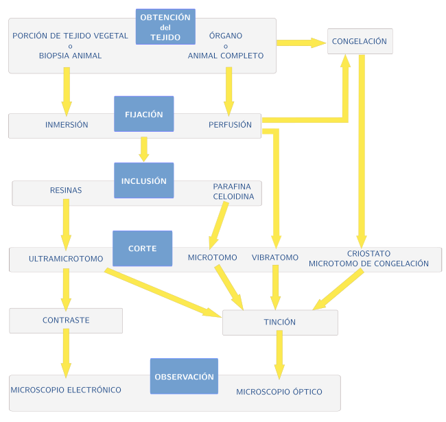 Proceso histológico