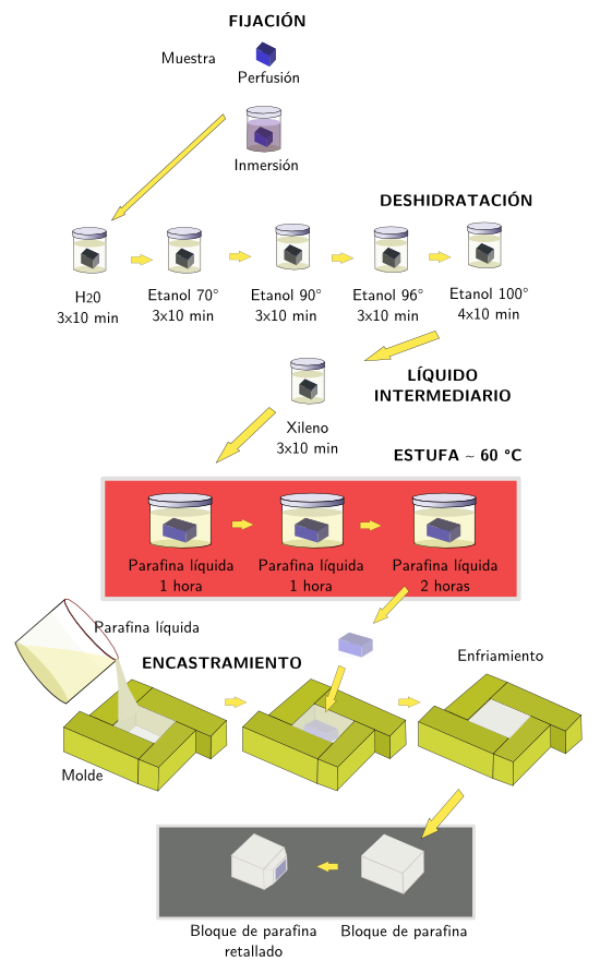 Inclusión en parafina