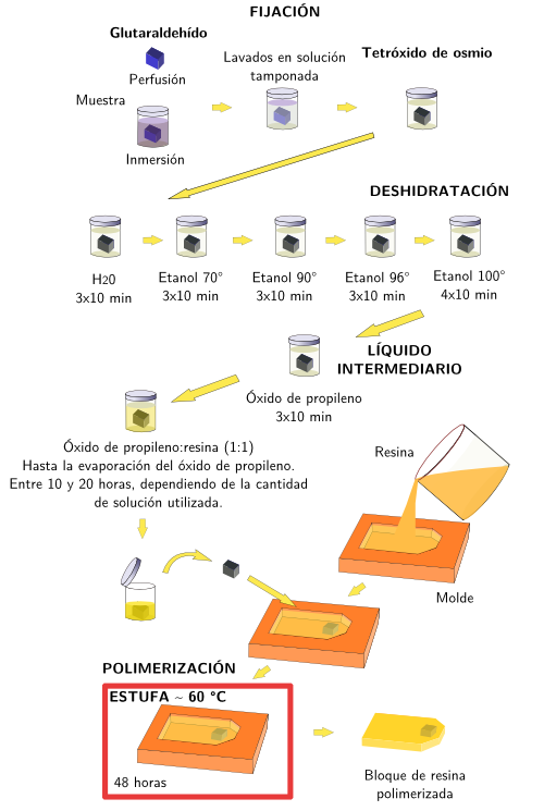 Inclusión en resina