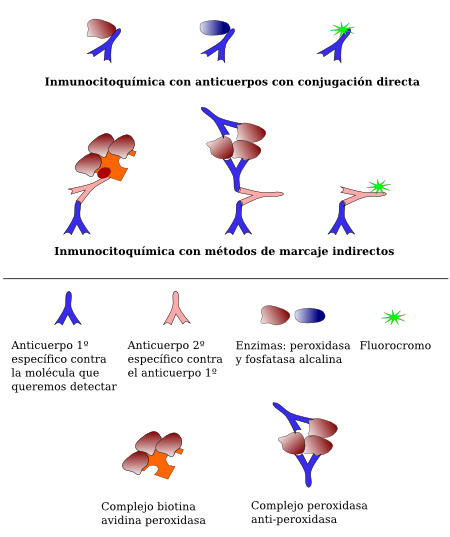 Métodos de marcaje de los anticuerpos